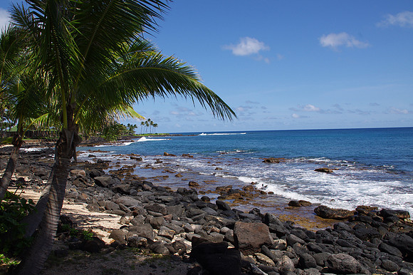Palm tree shore