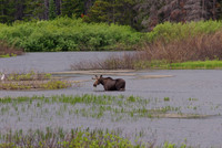 Marias Pass moose