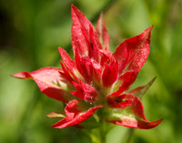 Vibrant paintbrush