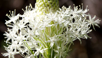 Beargrass along the trail