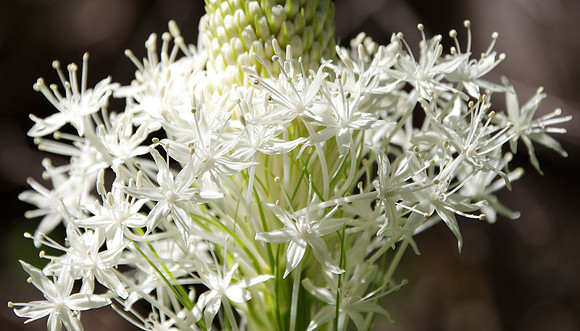 Beargrass along the trail