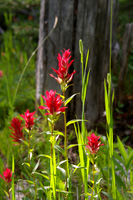 August ~ Indian paintbrush