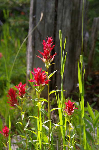 August ~ Indian paintbrush