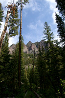 Canyon trees