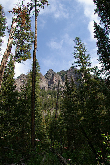 Canyon trees