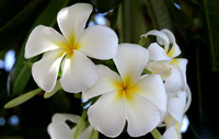 Plumeria