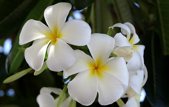 Plumeria