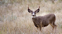 Mule deer buck