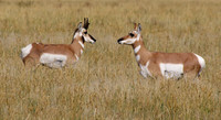 Pronghorn pair