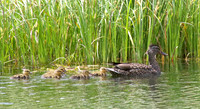 Duck and ducklings
