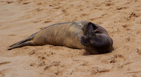 Hawaiian monk seal