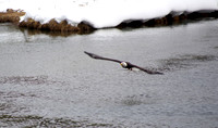 Soaring eagle