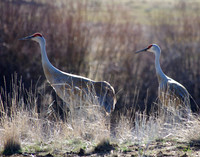 Sandhill crane pair