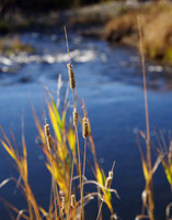 Autumn grasses