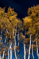 Aspen stand