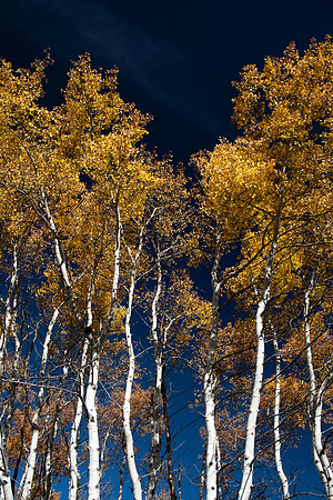 Aspen stand