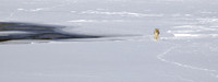 Coyote