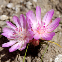 Bitterroot
