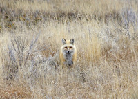 Neighbor fox