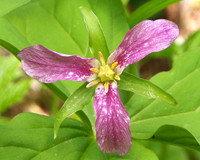 Purple trillium