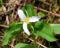 White trillium