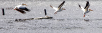 Pelicans in flight