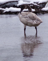 Yellowstone cygnet