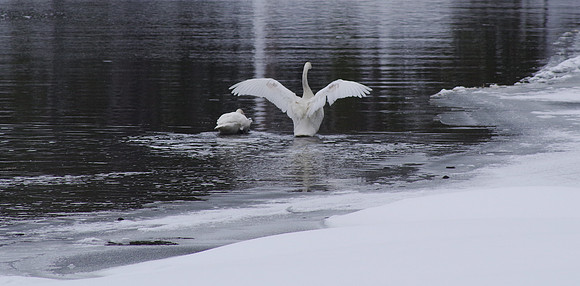 Trumpeter wings