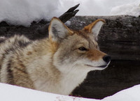 Curious coyote