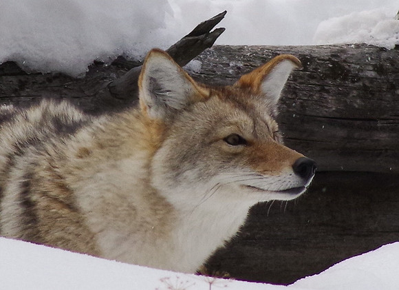 Curious coyote