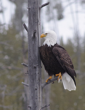 Eagle's view