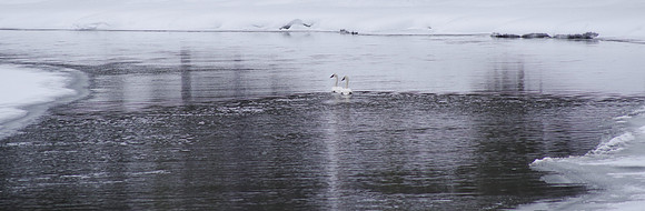 Trumpeter pair