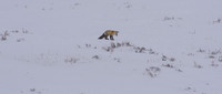 Red fox