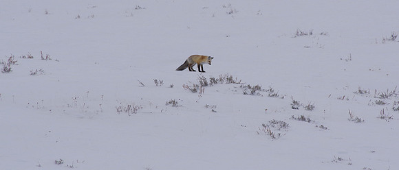Red fox