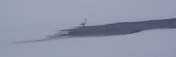 Trumpeter on ice