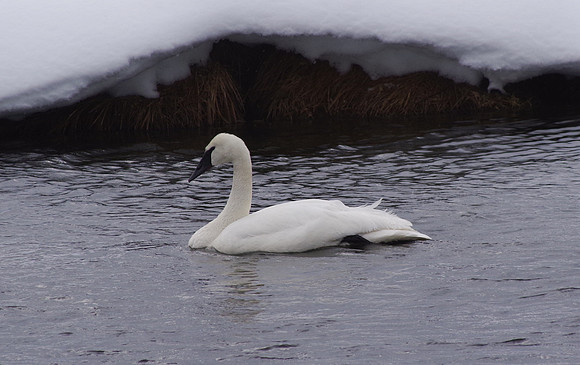 Sole trumpeter