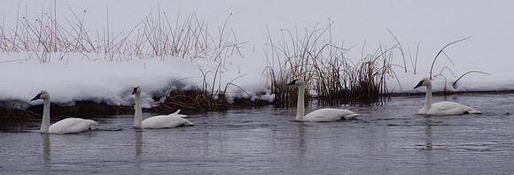 Trumpeters on the Madison