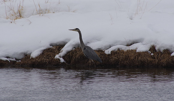 Yellowstone blue heron