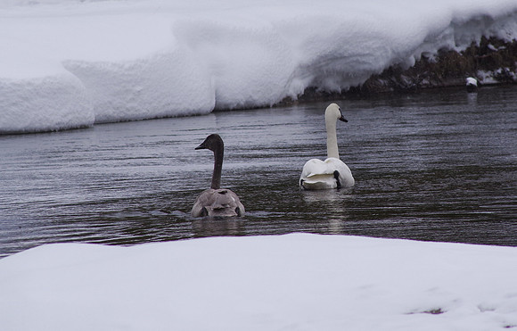Cygnet and swan