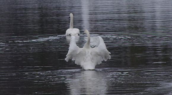 Wing stretch