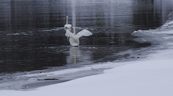 Yellowstone trumpeters