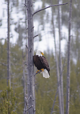Eagle's perch