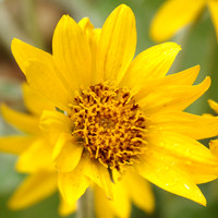 Arrowroot balsmaleaf