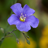 Blue flax
