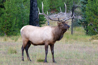 Bull elk