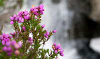 Bell heather