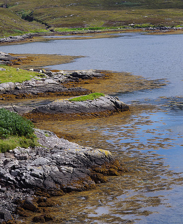 Sheep along Loch Eynort