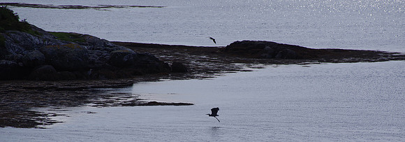 Heron in flight