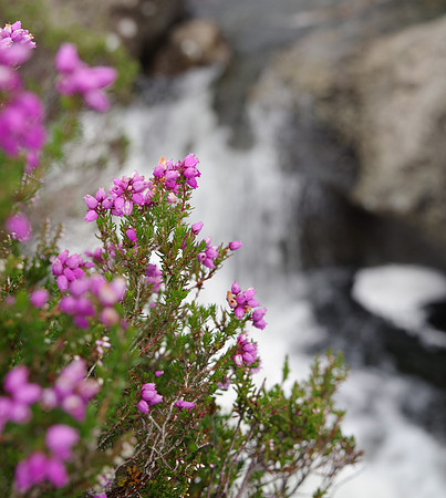 Bell Heather Fairy Pools