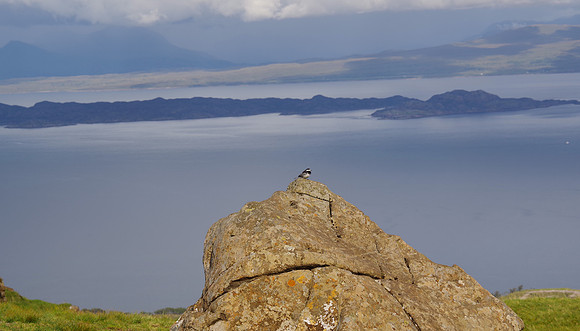Bird on Rock
